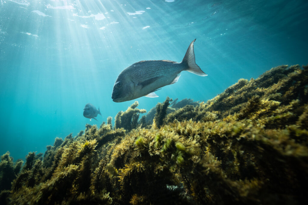 Snapper Fish