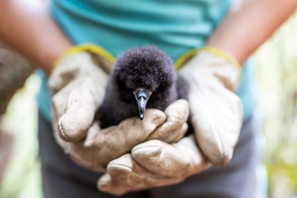 Black petrel chick in the hand, January 2020 (Credit - Ed Marshall)